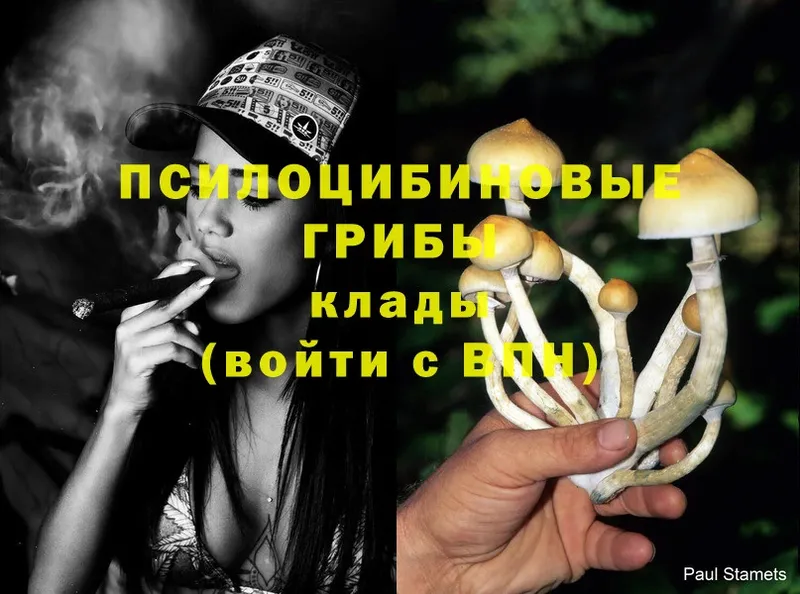 Галлюциногенные грибы Psilocybe  Ленинск-Кузнецкий 